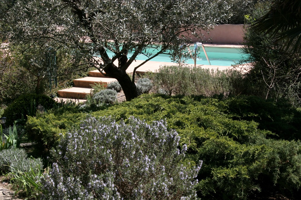 Pool, olive, rosemary